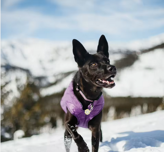 Chaqueta Impermeable Reflectante para Perros